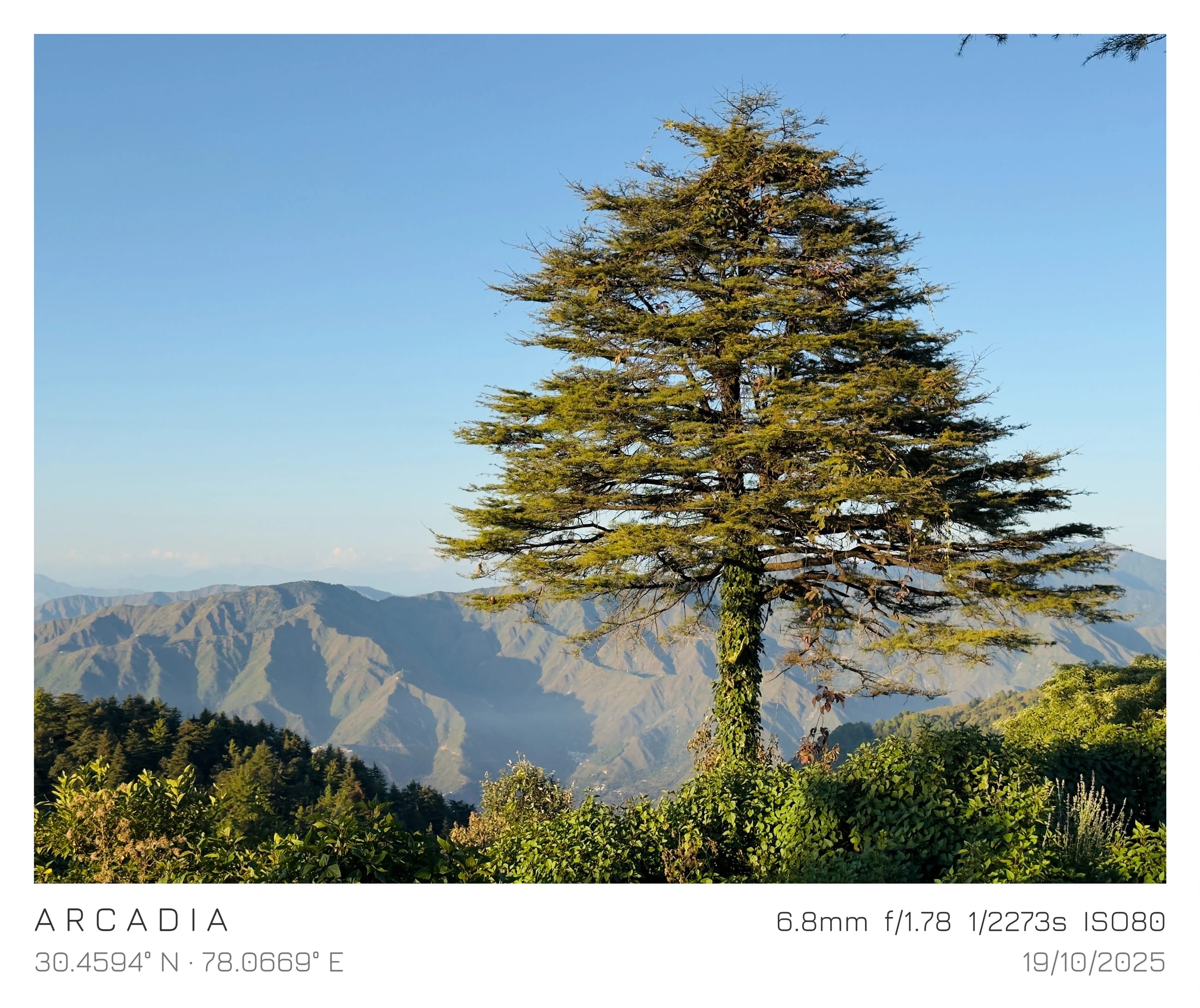 A lone tree against a clear sky and distant mountains
