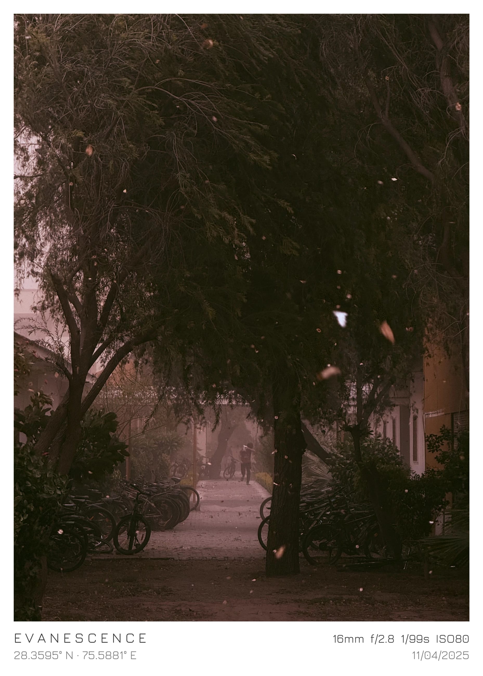 A misty tree-lined street in muted evening light