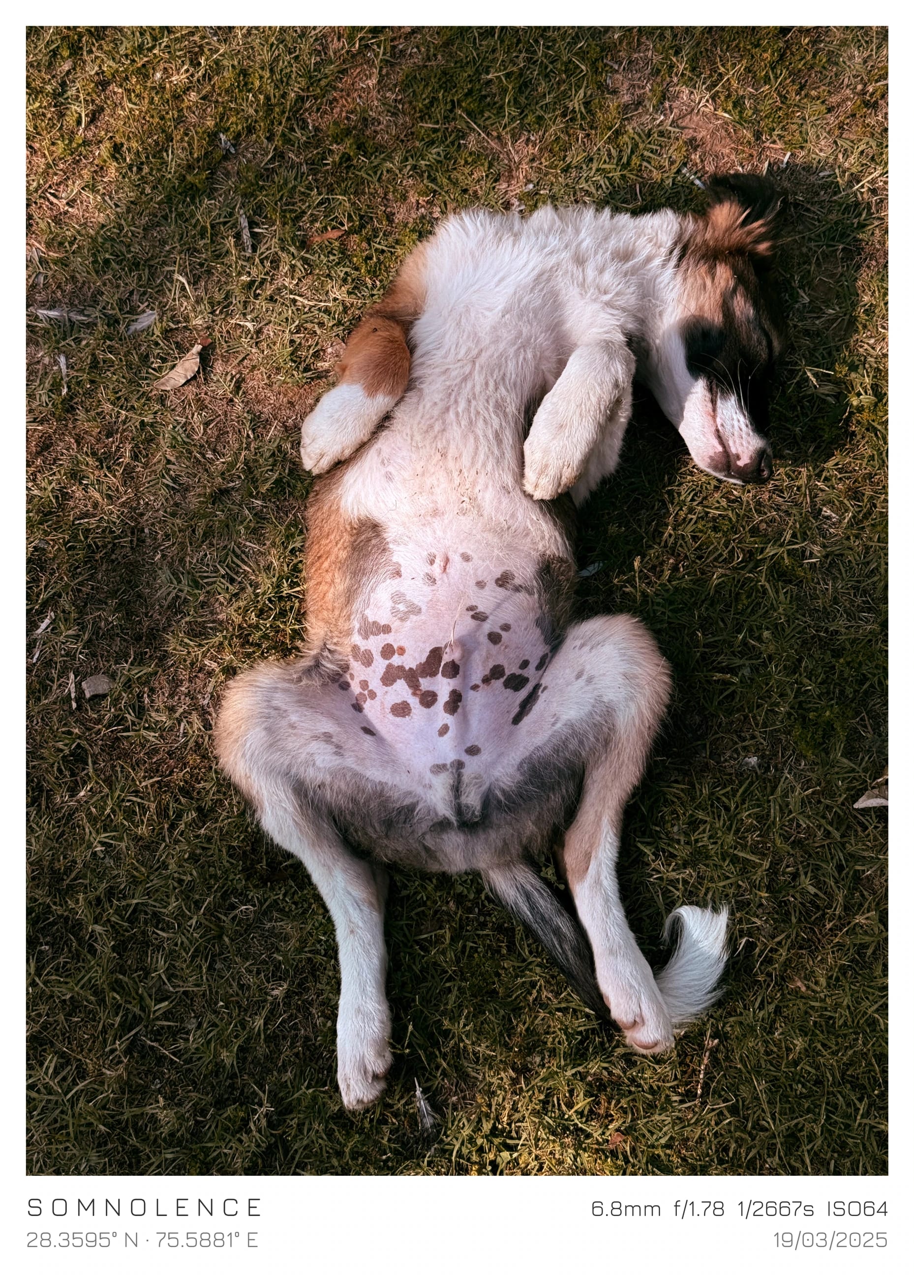 A dog asleep on a patch of grass