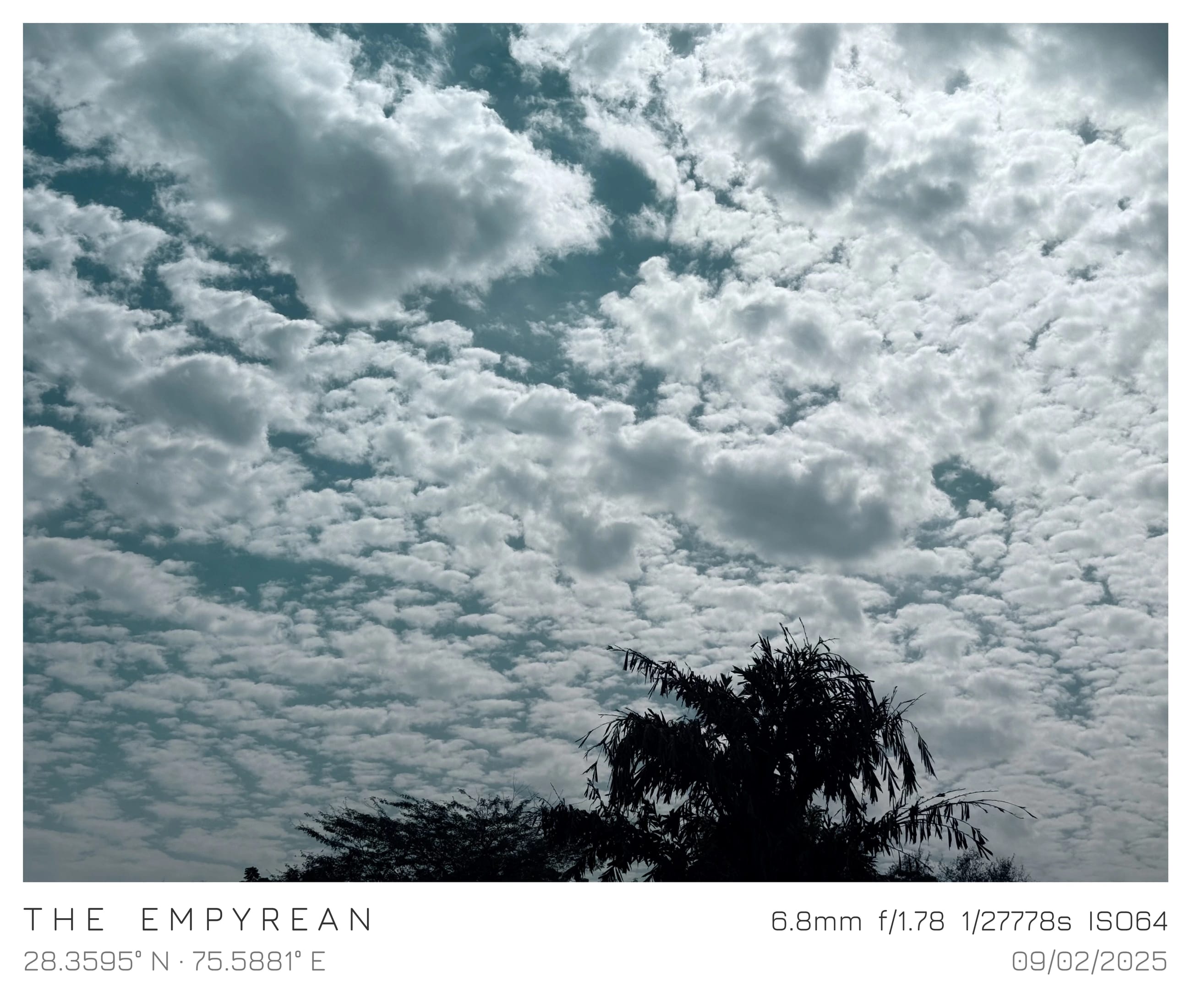 A canopy of clouds above a silhouetted treetop