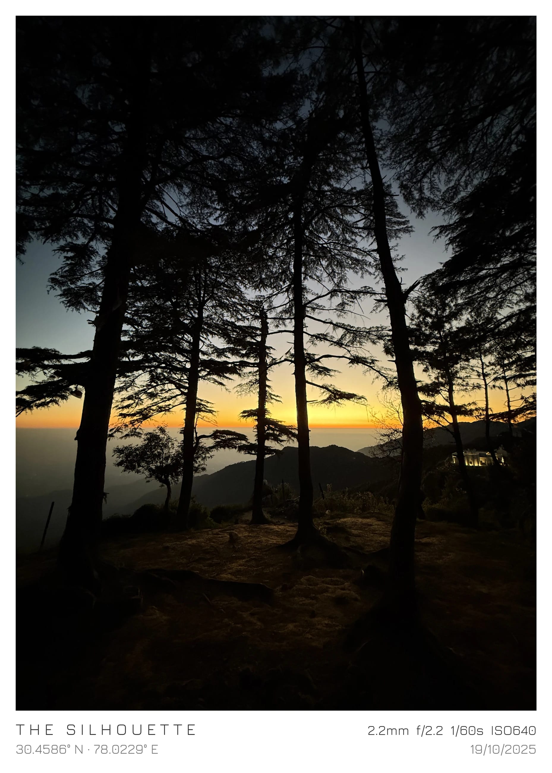 Pine silhouettes against the last light of sunset