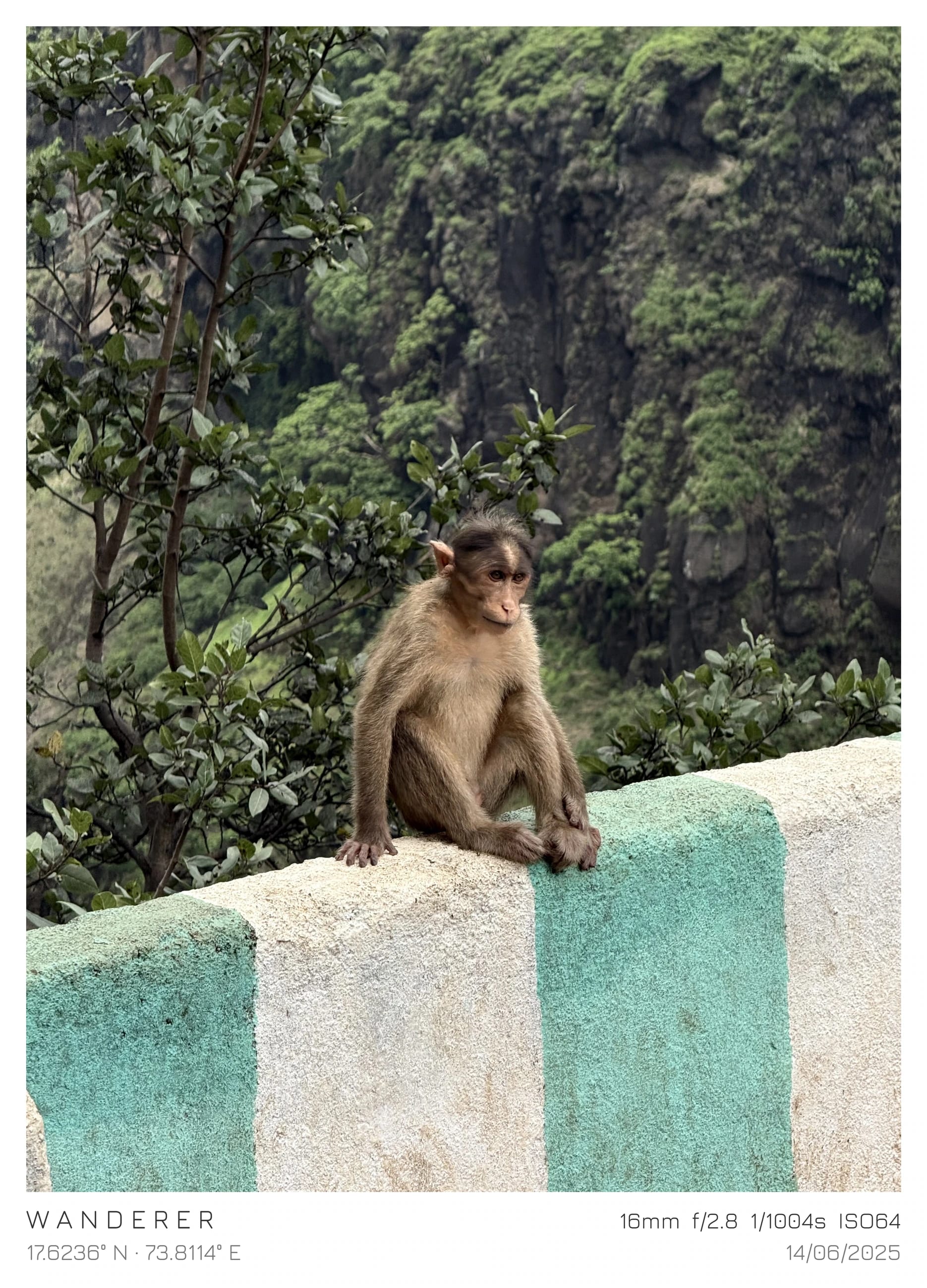 A monkey resting on a mountain roadside barrier